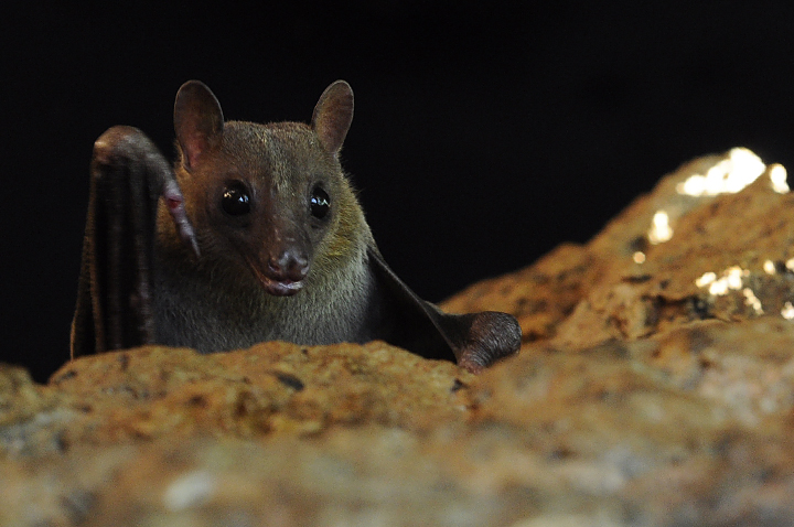 Qumbre Creatives Bride Fruit Bat, Monfort Bat Cave, Samal Island